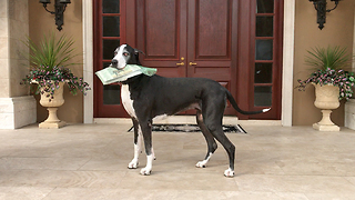 Great Dane enjoys her newspaper delivery job