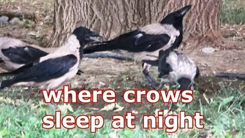 Where crows sleep at night and how they sleep, you are probably wondering.