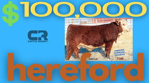 💲💲 $100,000 Hereford Bull SOLD AT AUCTION, Holden Herefords, HH Advance 2116K