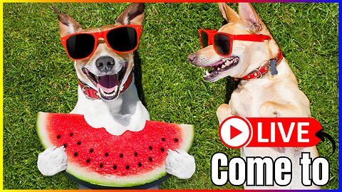 🔴 Live Dogs Life 🐶 TV For Dog - Music Dogs (Virtual Dog Walk) #viraldogs #dogslife #animals