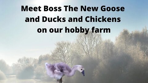 New Ducks Chickens and A Goose Named Boss Aswell Meeting the Goats.