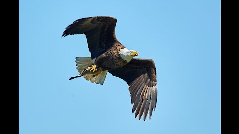 American eagle catch a shark and fly it