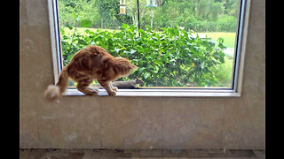 Funny Splooting Squirrel Teases Cat in the Shower