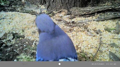 Beautiful😍 blue jay 🐦is back #cute #funny #animal #nature #wildlife #trailcam #farm #homestead