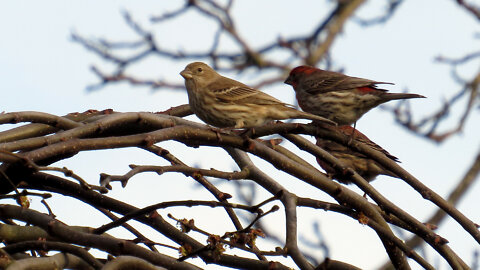 House Finches