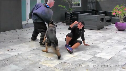 Guard Dog Training 101