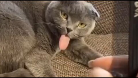 Funny Cat Video 2023