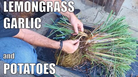 Planting Garlic & Potatoes, Dividing Lemongrass & Wicking Garden Round Up