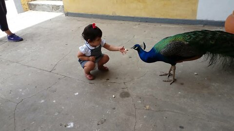 Peacock flying and peacock sound