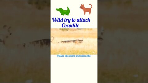 wild dogs try to attack cocodile |