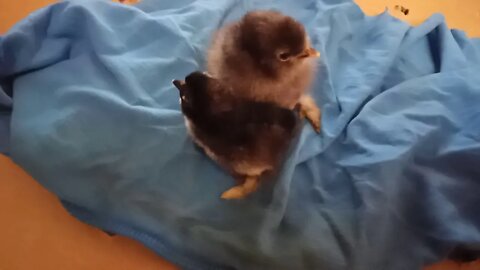 Belgian D'uccle chick, and a Silkie x Frizzle chick 4th February 2021 ( Video 1 )