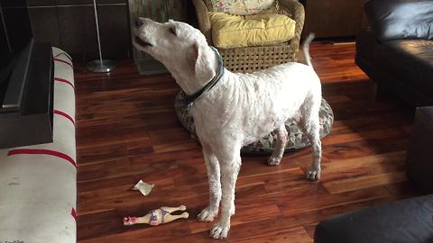 Dog tries to imitate his squeaky toy chicken