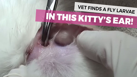 Vet Stunned To Find THIS In Tiny Kitten's Ear