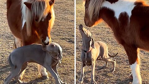 Unlikely Friends: A Playful Adventure Between Dog & Pony