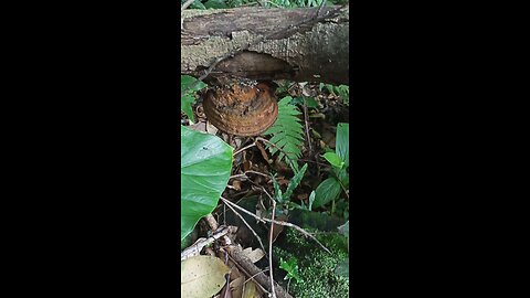 Mushrooms growing out of trees are really amazing in nature