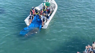 Manatee rehabilitated, released in Riviera Beach