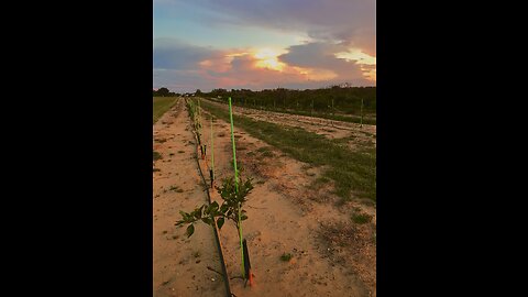 Food security coalitions. New Citrus trees. Windy Solar Capital
