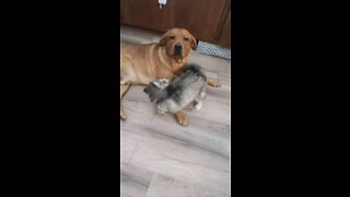 Husky Puppy playfully annoys big brother Lab