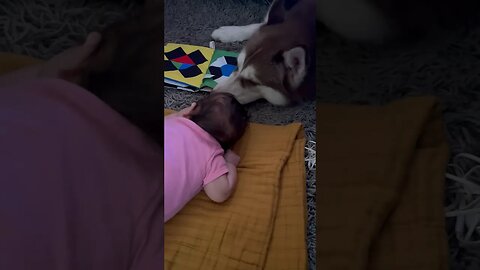 Husky tries to help baby