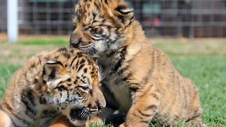 Taligers: Half Tiger Half Liger Cubs Born In USA