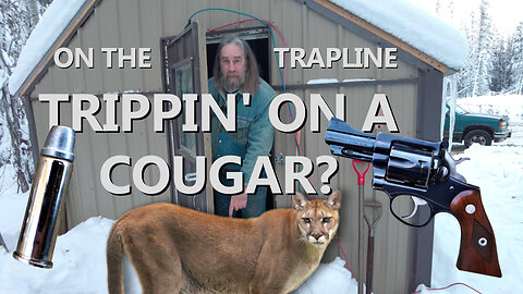 Cougar On The Trapline, Too Close For Comfort!