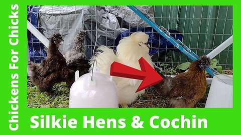 Silkie Hens Day Two