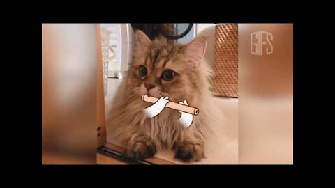 Best Funny Cats 😹 And Dogs 🐶 GIFS - Try Not To Laugh