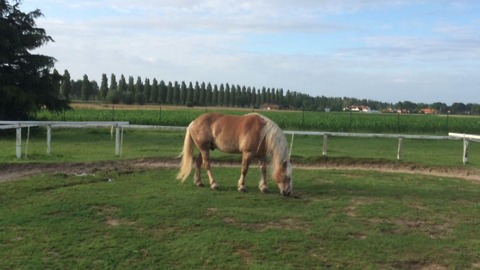 This horse knows a special trick!