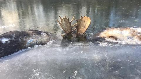 Two "Alaskan Bull Moose" Found Frozen In A River In Mortal Combat