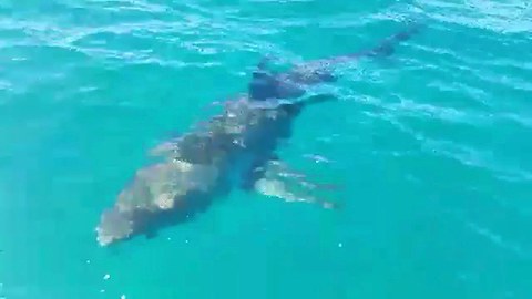 Great White Shark Pays A Visit To Cage Divers