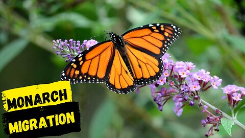 How does Monarch Migrate thousands of miles without any maps or GPS?