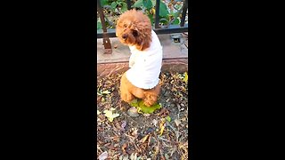 Doody the puppy loves to dance to the hum