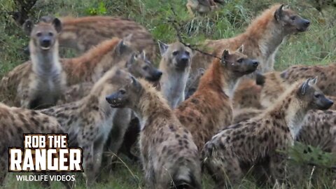 Hyenas Clean Up An Eland | Maasai Mara Safari | Zebra Plains