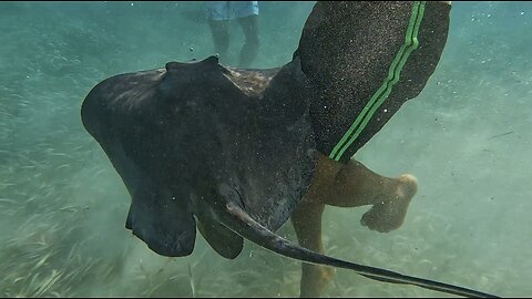 Scuba diver find herself with giant manta rays