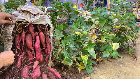 Why do growing sweet potatoes in a bag of soil have larger tubers? here is the answer