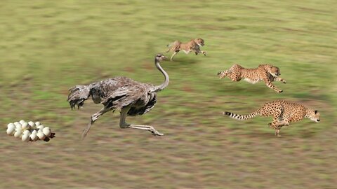 Three Cheetah Vs Ostrich Fight To Death | Ostrich Fail To Protect Her Eggs From Animal Hunting
