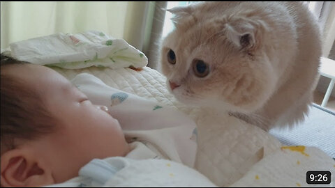 Cats' First Encounter with a Baby