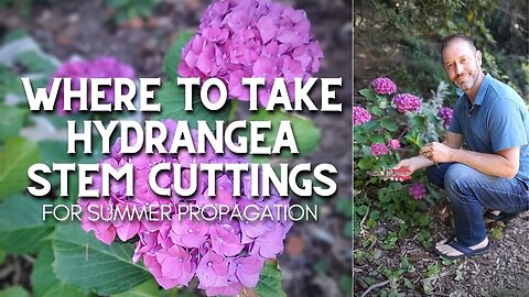 🌿 Where to Take Hydrangea Stem Cuttings #shorts 🌿