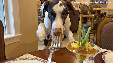Beef Tips Martini Causes Great Dane To Forget His Table Manners
