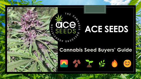 20 Best Ace Seeds Strains: Buyers' Guide