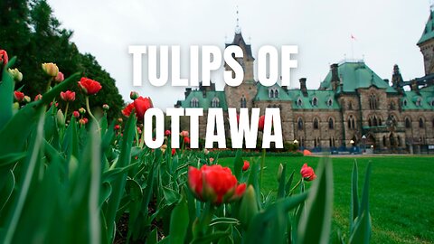 Tulips of Ottawa #travel #urban #music #adventure #travelmusic #ottawa
