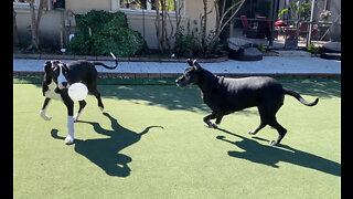 Great Danes Have Fun Pouncing & Bouncing On A Balloon