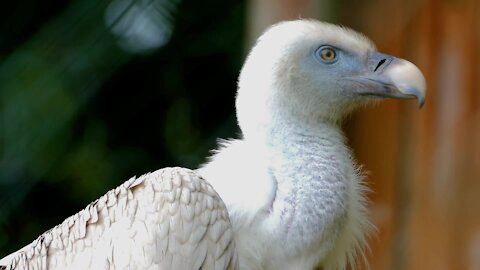 Bird Vulture Bird Of Prey Scavengers
