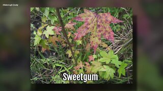 Sweetgum | Sarah's Walking Club Fall Scavenger Hunt