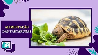 O QUE A TARTARUGA COME - Alimentação da Tartaruga