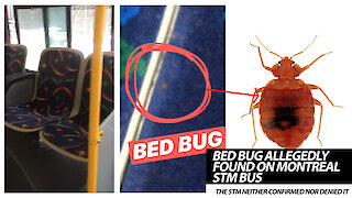 Bed Bug Allegedly Found On Montreal STM Bus