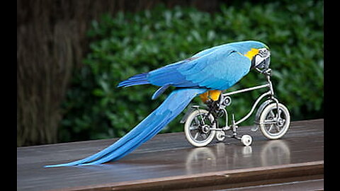 Funniest bird around the world/cute birds/little parrots 🦜