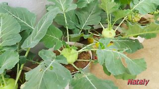 Plant kohlrabi in the garden