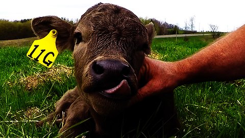 Adorable newborn calf thoroughly enjoys face massage