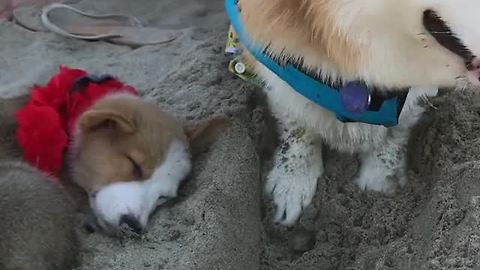 Corgi decides to dig hole in sand next to sleeping puppy